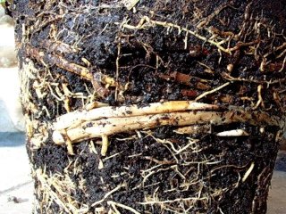 Rhizomes traçants