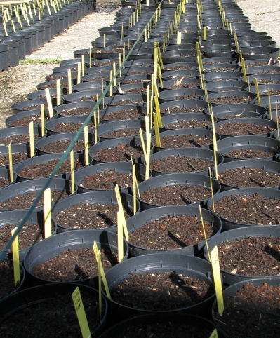Alignement de pots contenant des boutures de rhizome
