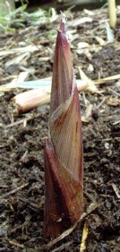 Jeune pousse de phyllostachys aureosulcata spectabilis Jeune pousse de phyllostachys aureosulcata spectabilis