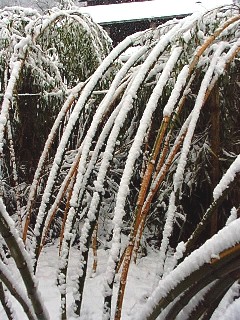 Chaumes pliés sous la neige