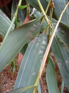 Feuilles infestées de parasites