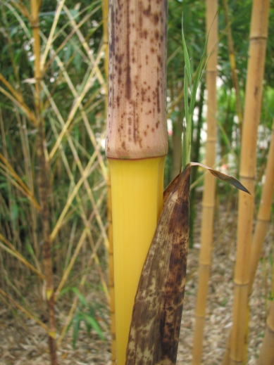 Jeunes chaume de phyllostachys bambusoides holocrysa Jeunes chaume de phyllostachys bambusoides holocrysa
