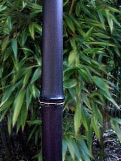 Chaume de phyllostachys nigra