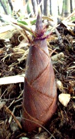 Jeune pousse de phyllostachys nigra Jeune pousse de phyllostachys nigra