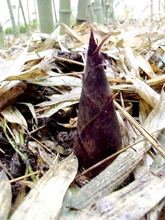 Jeune pousse de phyllostachys pubescens