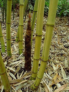 Jeune pousse de phyllostachys viridis sulfurea Jeune pousse de phyllostachys viridis sulfurea
