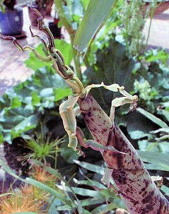 Jeune pousse de phyllostachys vivax aureocaulis