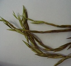 Epis de pleioblastus pumilus